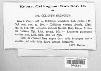 Celidium grumosum image
